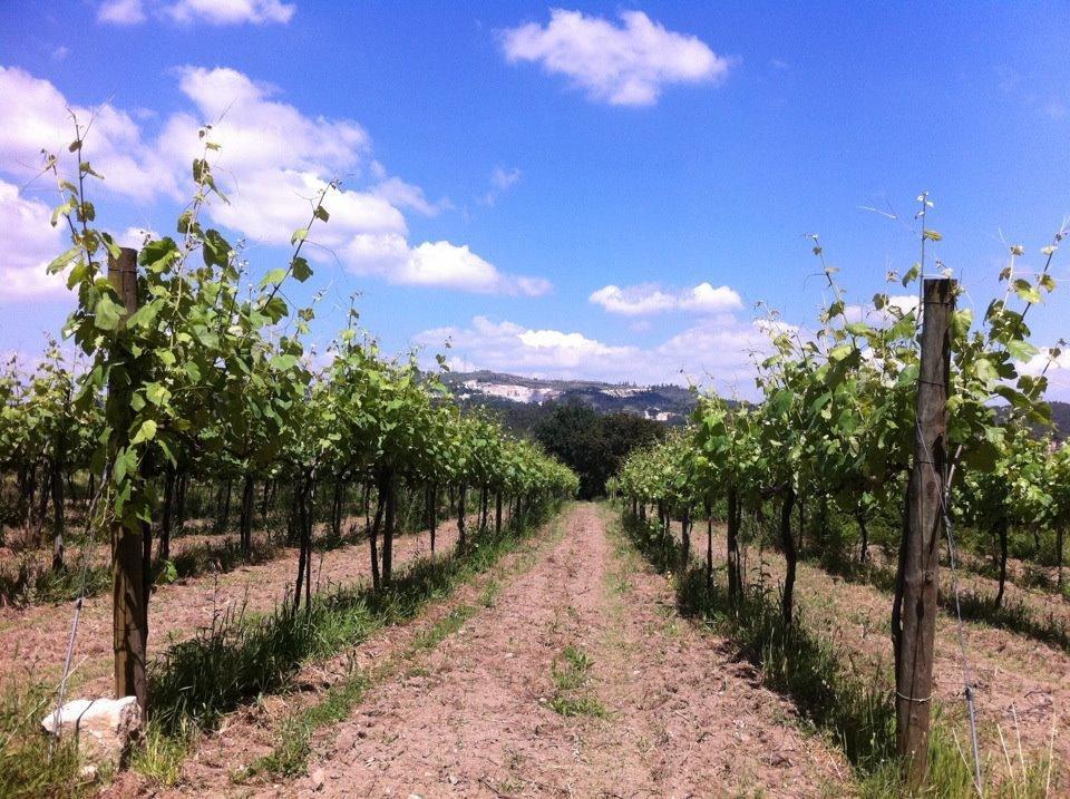 Eira Das Carvalhas Penafiel Δωμάτιο φωτογραφία